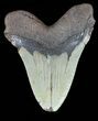 Bargain, Megalodon Tooth - North Carolina #54902-2